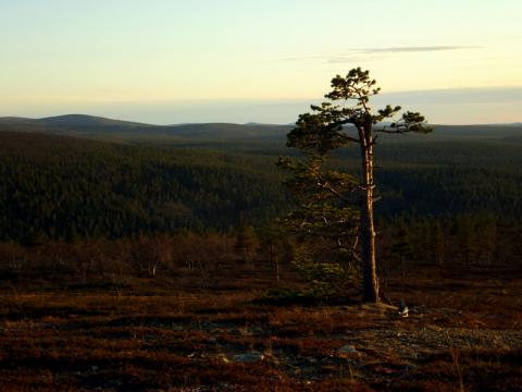 Finské Laponsko