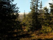 Národní park Pallas-Yllästunturi Národní park Pallas-Yllästunturi